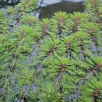 Myriophyllum rubricale (Oxygenating Aquatic)