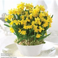 Narcissus 'Tete-a-Tete' - Gift