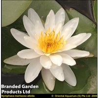 Nymphaea 'Marliacea Albida' (Deep Water Aquatic)