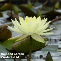 Nymphaea 'Joey Tomocik' (Deep Water Aquatic)