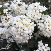 Osmanthus delavayi 'Perfume of Nature'