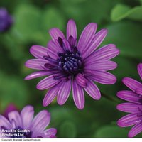 Osteospermum '3D Purple'