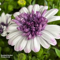 Osteospermum ecklonis 'Blueberry Shake'
