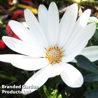 Osteospermum Falling Stars™ 'Erato Basket Pure White'