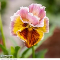Pansy 'Chianti Shades' F1 - Seeds