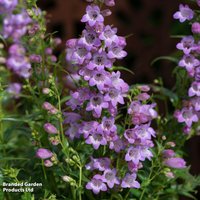 Penstemon x hybrida 'Quartz Amethyst'