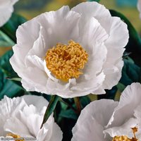 Peony 'Krinkled White'