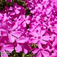 Phlox subulata 'McDaniels Cushion'