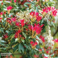Pieris 'Forest Flame'