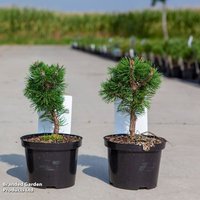 Pinus mugo 'Sherwood Compact'