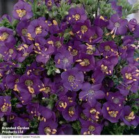 Polemonium boreale 'Heavenly Habit'