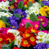 Polyanthus eliator 'Crescendo® Mixed' F1