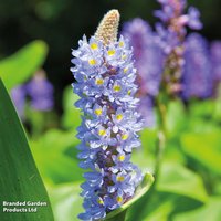 Pontederia cordata (Marginal Aquatic)
