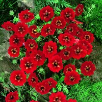Potentilla atrosanguinea