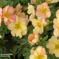 Potentilla fruticosa 'Double Punch Peach'