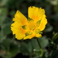 Potentilla megalantha