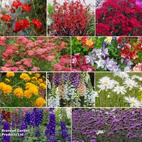 Perfect Perennial Collection