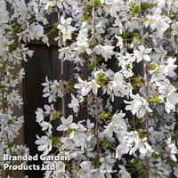 Prunus 'Snow Fountains'