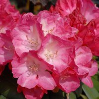 Rhododendron 'Fantastica'