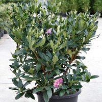 Rhododendron ponticum