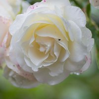 Rose 'Madame Alfred Carriere' (Climbing Rose)