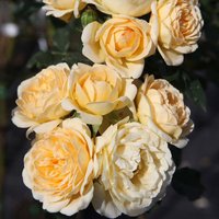 Rose 'Happy Go Lucky' (Floribunda Rose)