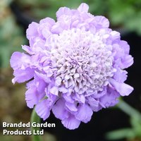 Scabiosa 'Butterfly Blue'
