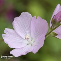 Sidalcea 'Elsie Heugh'