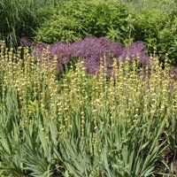 Sisyrinchium striatum
