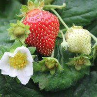 Strawberry 'Perfume Eternal Love'