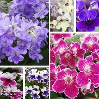 Streptocarpus Malvern Collection