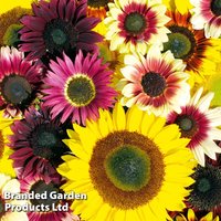 Sunflower 'Summer Long Mixed' - Seeds