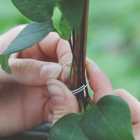 Garden Essentials - Plant Support Rings