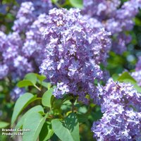 Syringa vulgaris 'Amethyst'