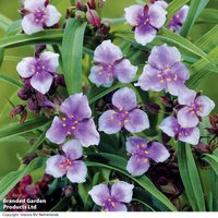Tradescantia 'Bilberry Ice'