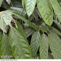Trevesia burckii