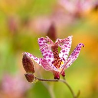 Tricyrtis formosana 'Stolonifera Group'