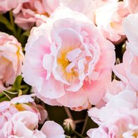 Tulip 'Dreamer'