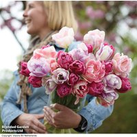 Tulip 'Florist's Treat Mixed'