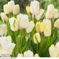 Tulip multiflorous 'White'