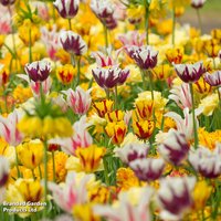 Tulip 'Rembrandt Mix'