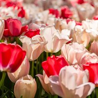 Tulip 'Strawberries and Cream Collection'