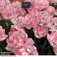 Tulip 'Wild Romance'
