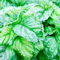 Basil 'Lettuce Leaf' - Seeds