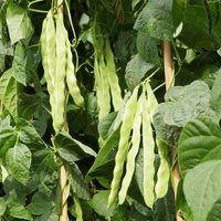 Climbing French Bean 'Algarve' - Seeds