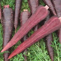 Carrot 'Purple Sun' F1 - Seeds