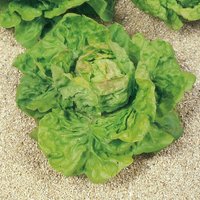 Lettuce 'May King' - Organic Seeds