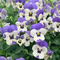 Viola 'Delft Blue'
