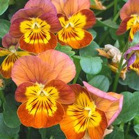 Viola 'Terracotta'