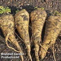 Parsnip 'Hollow Crown' - Seeds